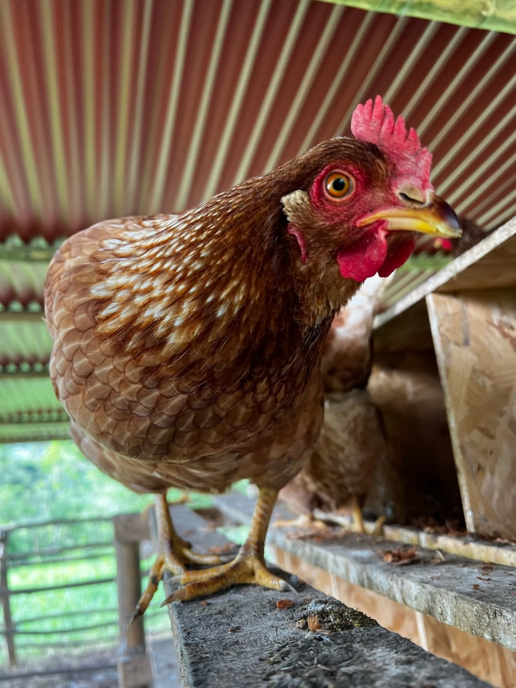 Pastured-Hen Eggs 2